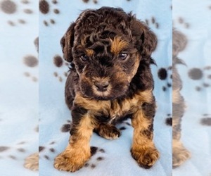 Poodle (Miniature)-Zuchon Mix Puppy for sale in ALGOMA, WI, USA