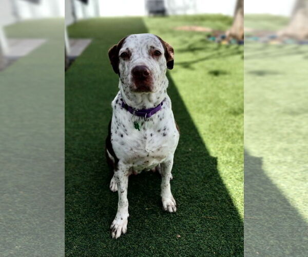 Medium Photo #15 Mutt Puppy For Sale in Pompano Beach , FL, USA