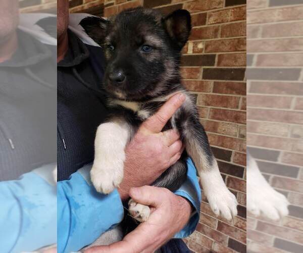 Medium Photo #5 Wolf Hybrid Puppy For Sale in HARRISON, AR, USA