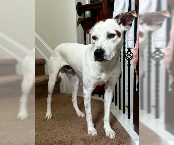 Medium Photo #2 Pointer-Unknown Mix Puppy For Sale in Decatur, GA, USA