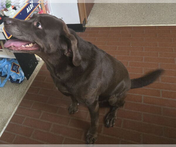 Medium Photo #4 Labrador Retriever Puppy For Sale in Warrington, PA, USA