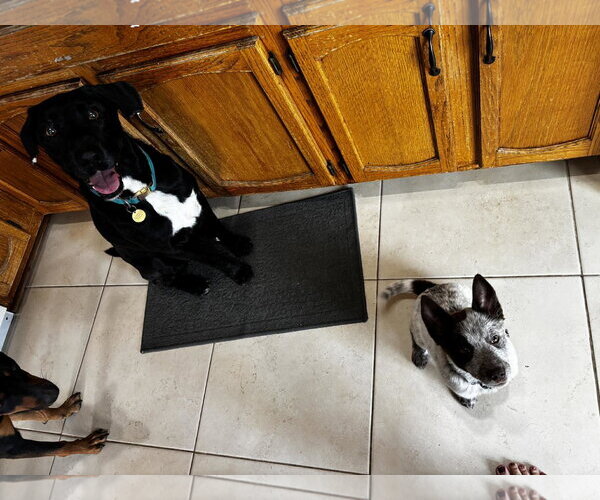 Medium Photo #7 German Shepherd Dog-Unknown Mix Puppy For Sale in Gretna, NE, USA