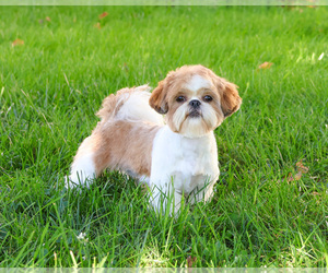 Mother of the Shih Tzu puppies born on 07/05/2026