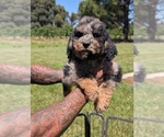 Small Photo #13 Bernedoodle-Golden Mountain Dog Mix Puppy For Sale in DAVIS, CA, USA