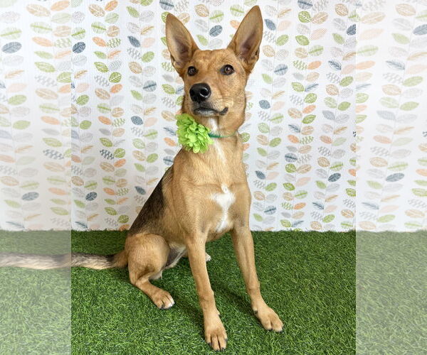 Medium Photo #2 Mutt Puppy For Sale in Corona, CA, USA