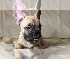 French Bulldog Puppy for Sale in STATEN ISLAND, New York USA