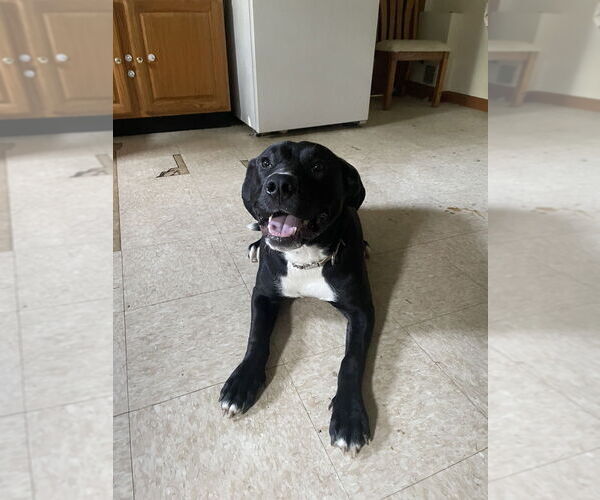 Medium Photo #2 American Pit Bull Terrier-Labrador Retriever Mix Puppy For Sale in Brewster, NY, USA