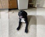 Small #1 American Pit Bull Terrier-Labrador Retriever Mix