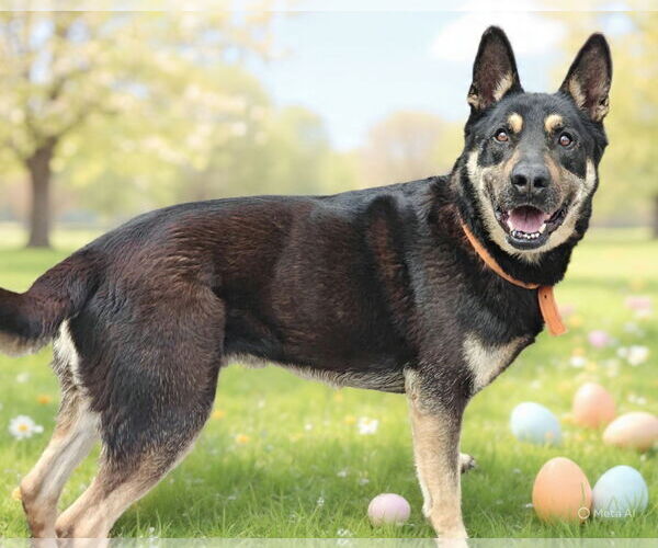 Medium Photo #4 German Shepherd Dog-Unknown Mix Puppy For Sale in Talladega, AL, USA