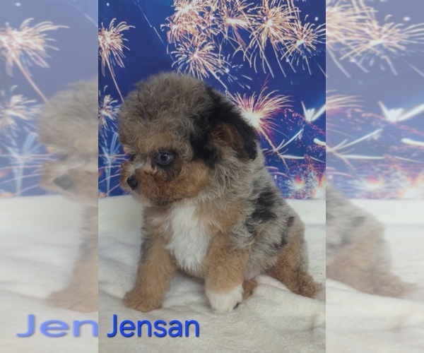 Medium Photo #2 Australian Shepherd-Poodle (Toy) Mix Puppy For Sale in AZLE, TX, USA
