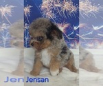 Small #1 Australian Shepherd-Poodle (Toy) Mix