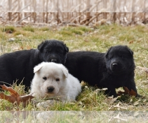 German Shepherd Dog Puppy for sale in PARAGON, IN, USA