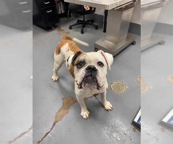 Medium Photo #1 American Bulldog Puppy For Sale in Peoria, IL, USA