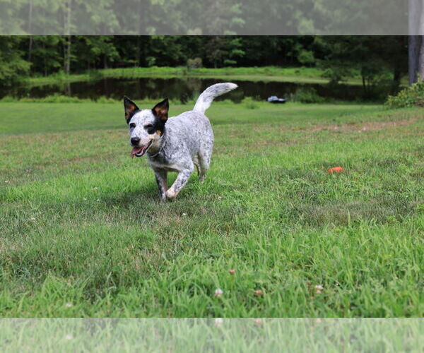 Medium Photo #3 Mutt Puppy For Sale in Garden City, NY, USA