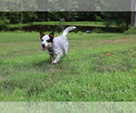 Small #2 Mutt