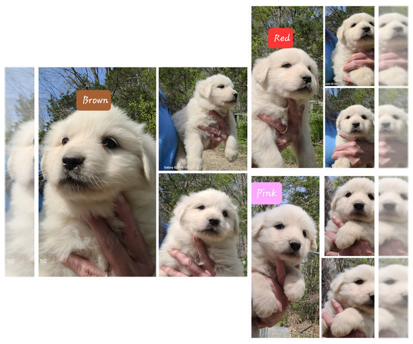 Medium Photo #1 Great Pyrenees Puppy For Sale in SCOTTSVILLE, KY, USA