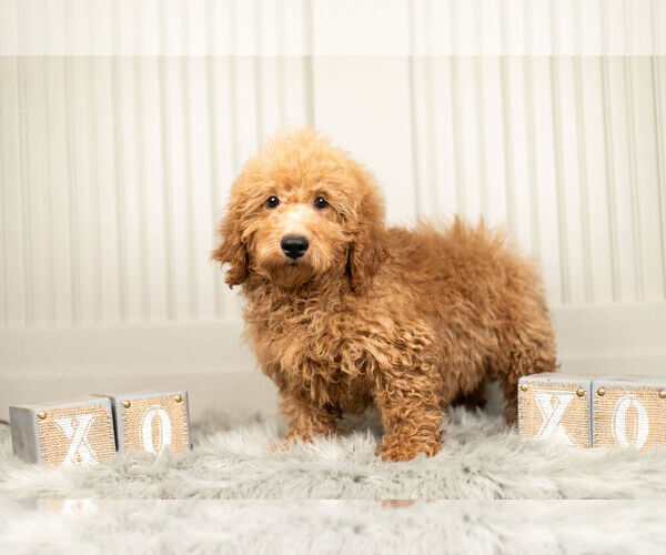 Medium Photo #3 Goldendoodle (Miniature) Puppy For Sale in WARSAW, IN, USA