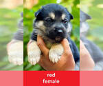 Puppy Red German Shepherd Dog-Siberian Husky Mix