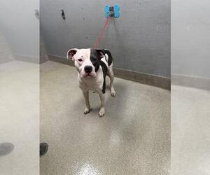 American Pit Bull Terrier-Unknown Mix Dogs for adoption in Las Vegas, NV, USA