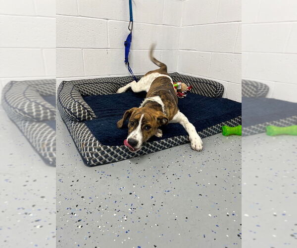 Medium Photo #3 Saint Bernard-Unknown Mix Puppy For Sale in Pierceton , IN, USA