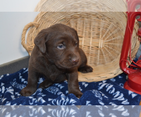 Medium Photo #9 Labrador Retriever Puppy For Sale in GREENWOOD, WI, USA