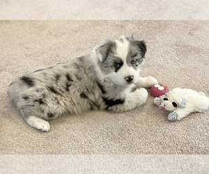 Australian Shepherd Puppy for Sale in BERESFORD, South Dakota USA