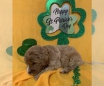 Small Photo #7 English Cream Golden Retriever-Poodle (Standard) Mix Puppy For Sale in DEARBORN, MO, USA