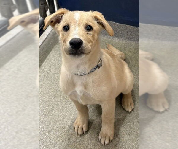 Medium Photo #1 Labrador Retriever-Unknown Mix Puppy For Sale in Sterling, MA, USA