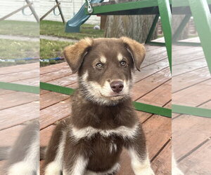 Australian Shepherd-Unknown Mix Dogs for adoption in Polson, MT, USA