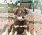 Small Australian Shepherd Mix