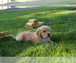 Small #2 Golden Retriever
