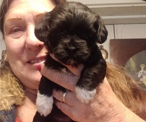 Havanese Puppy for sale in DREXEL, MO, USA