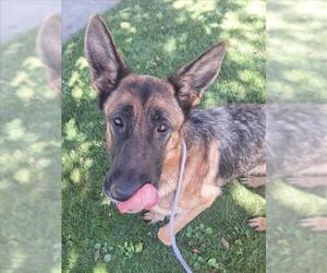 German Shepherd Dog Dogs for adoption in Woodland, CA, USA