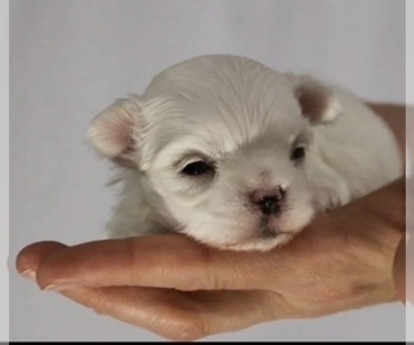 Medium Photo #4 Maltese Puppy For Sale in DELTONA, FL, USA