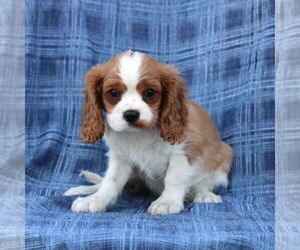 Cavalier King Charles Spaniel Puppy for sale in DRY RUN, PA, USA