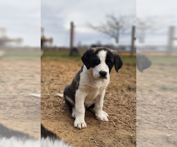 Medium Photo #1 Anatolian Shepherd Puppy For Sale in CUMBY, TX, USA