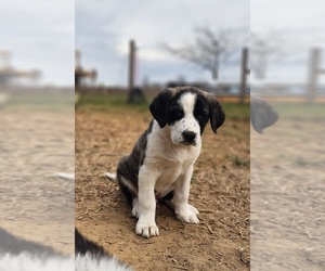 Anatolian Shepherd Puppy for sale in CUMBY, TX, USA
