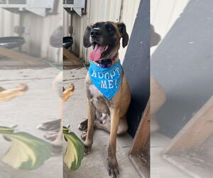 Great Dane-Unknown Mix Dogs for adoption in Bullard, TX, USA