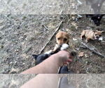 Small #16 Beagle-Chihuahua Mix