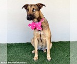 Small #2 German Shepherd Dog-Huskies  Mix