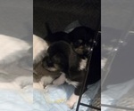 Puppy Loki Chihuahua-Mal-Shi Mix