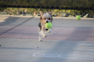 Yorkshire Terrier Puppy for sale in EL DORADO HILLS, CA, USA
