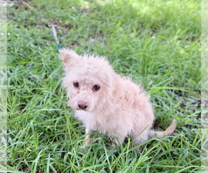 Poshan - Male Mutt Dog for Adoption - Photo #3