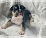 Small Photo #4 French Bulldog Puppy For Sale in LONG ISLAND CITY, NY, USA