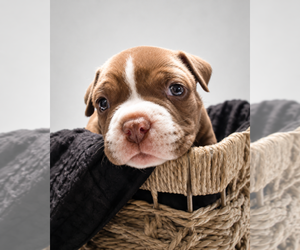 Medium American Bully