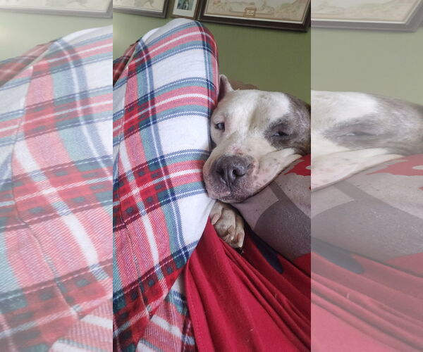 Medium Photo #5 Staffordshire Bull Terrier-Unknown Mix Puppy For Sale in The Woodlands, TX, USA