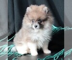 Small #5 Pomeranian