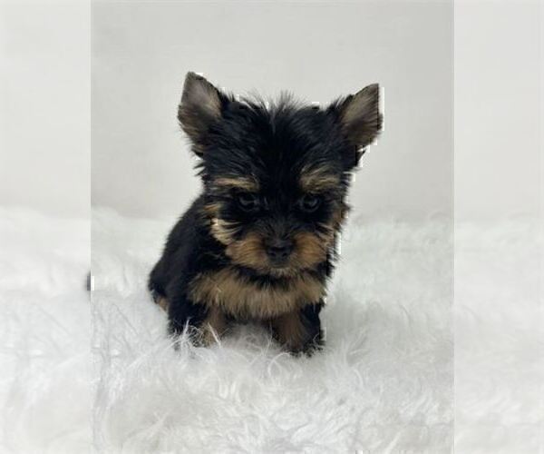 Medium Photo #16 Yorkshire Terrier Puppy For Sale in DELRAY BEACH, FL, USA