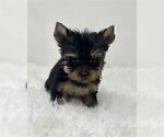 Small #15 Yorkshire Terrier