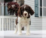 Small Photo #2 English Springer Spaniel Puppy For Sale in GORDONVILLE, PA, USA